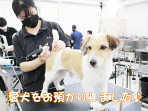 お客様の接客＆トリミング♪